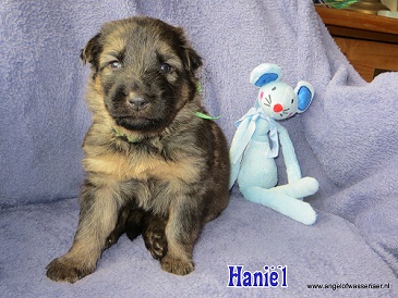 Haniël, grauwe Oudduitse Herder reu van 3 weken oud